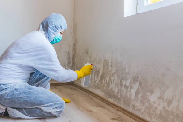 Licensed Mold Remediation service in Itasca, TX - Car Mold Remediation